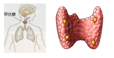 马巨强医生提示：这些行为导致甲状腺肿大患病率越来越高
