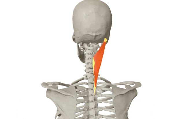 【合肥长淮中医医院】天气寒冷，这块肌肉容易僵硬劳损！